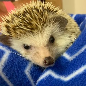 Meet your Posher, Jake